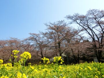 みやぎ千本桜の森公園